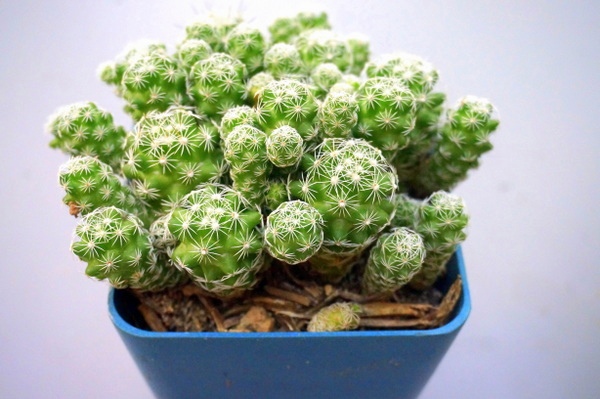 Efficient Gardening in Autumn - prepare your yard for the winter season Efficient Gardening in Autumn - prepare your yard for the winter season