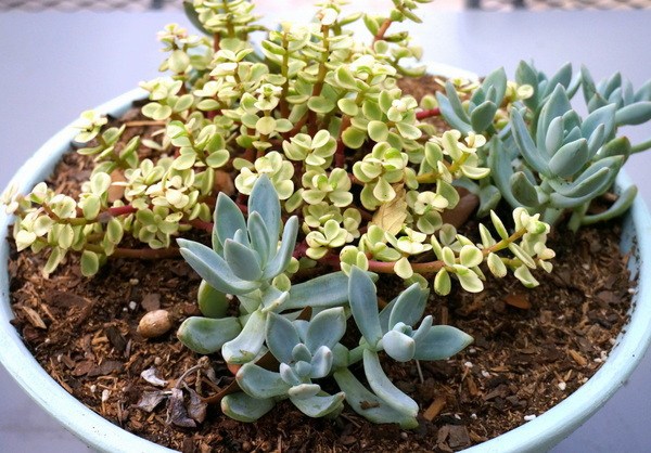 Efficient Gardening in Autumn - prepare your yard for the winter season Efficient Gardening in Autumn - prepare your yard for the winter season