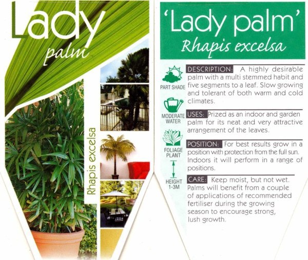 Palm species houseplants - Rhapis excelsa is one of the most popular indoor palm trees