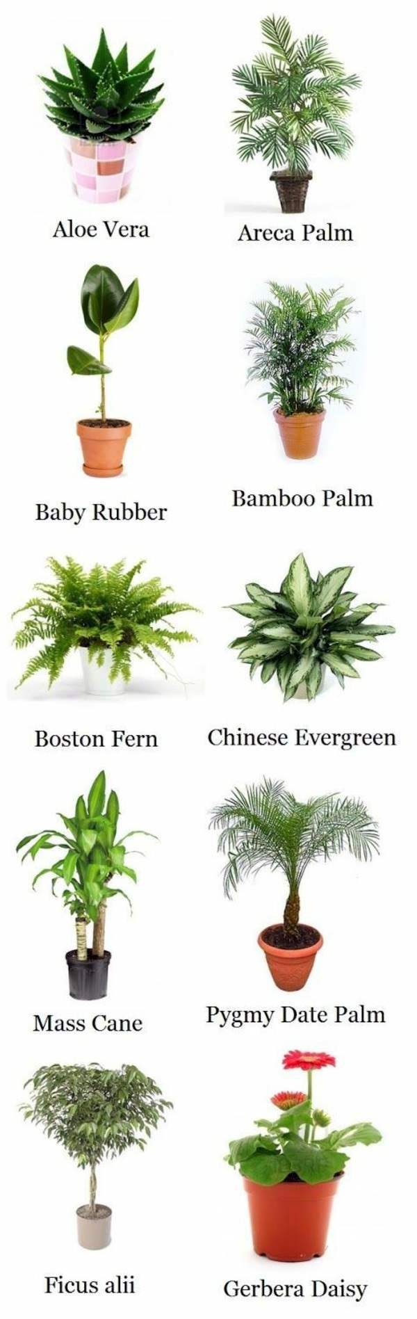 37+ Palm Tree House Plant Names