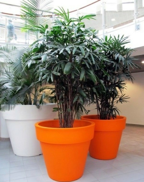 Garten & Pflanzen - Palm species houseplants - Rhapis excelsa is one of the most popular indoor palm trees