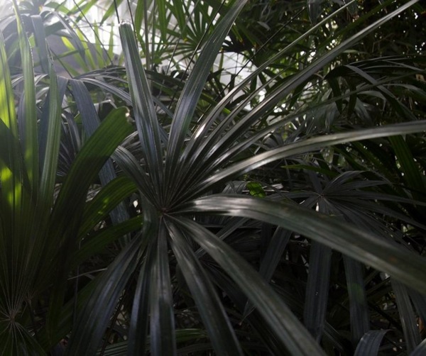 Palm species houseplants - Rhapis excelsa is one of the most popular indoor palm trees