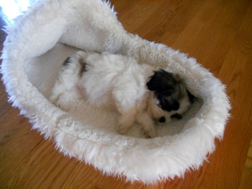 Cool dog bed in shape of a shoe Cool dog bed in shape of a shoe