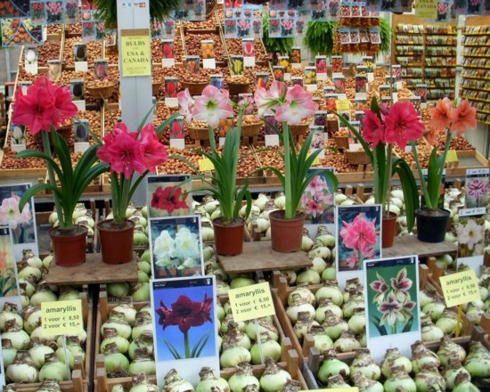 Landscaping Tips - How you can maintain your bulbs yet
