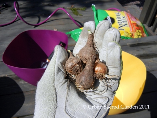 Landscaping Tips - How you can maintain your bulbs yet