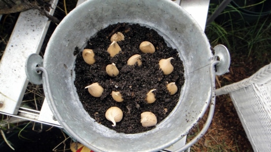Landscaping Tips - How you can maintain your bulbs yet
