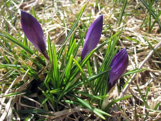 Landscaping Tips - How you can maintain your bulbs yet