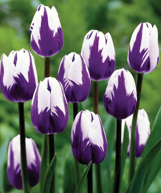 Landscaping Tips - How you can maintain your bulbs yet