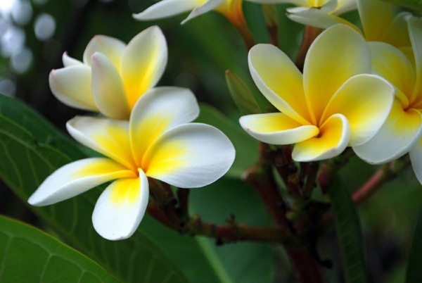 Landscaping Tips - How you can plant your favorite flowers?