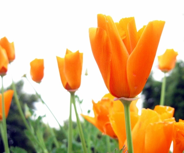 Landscaping Tips - How you can plant your favorite flowers?