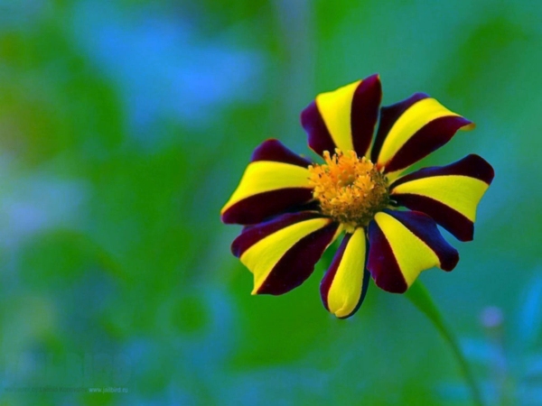 Landscaping Tips - How you can plant your favorite flowers?