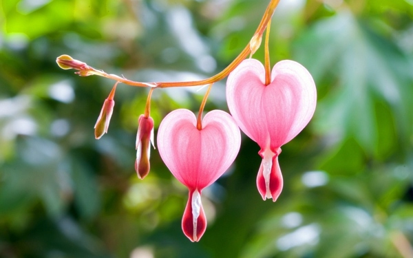 Landscaping Tips - How you can plant your favorite flowers?
