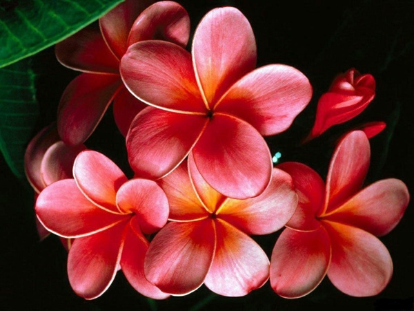 Landscaping Tips - How you can plant your favorite flowers?
