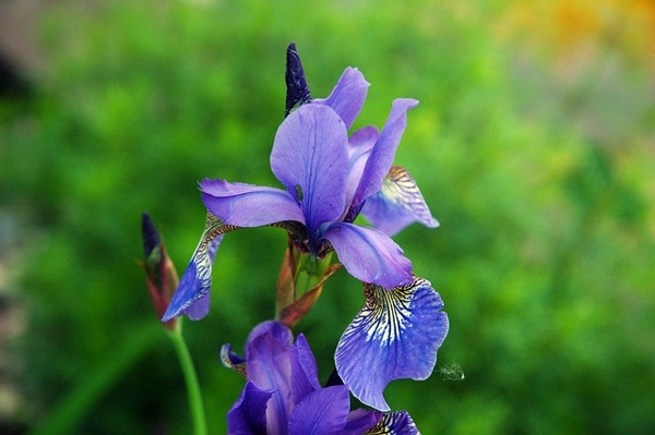 Rain garden - use the rain water and create a beautiful garden Rain garden - use the rain water and create a beautiful garden