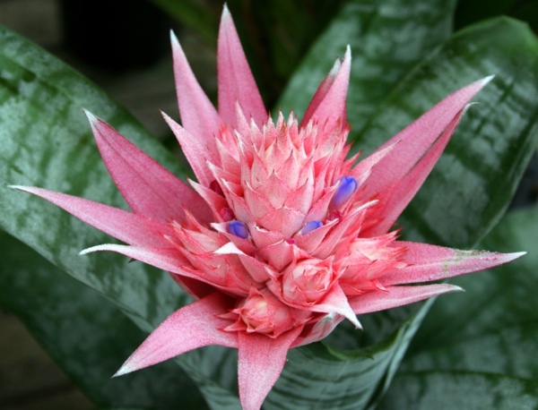 Exotic Decoration with tropical plants - how to care for bromeliads properly Exotic Decoration with tropical plants - how to care for bromeliads properly