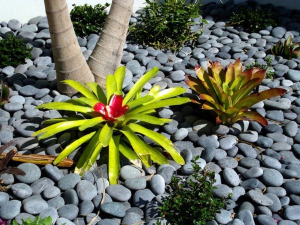 Exotic Decoration with tropical plants - how to care for bromeliads properly
