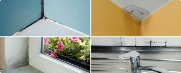 Selber machen - Apply home remedies for mold - remove mold