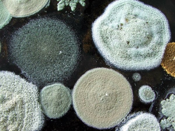 Apply home remedies for mold - remove mold