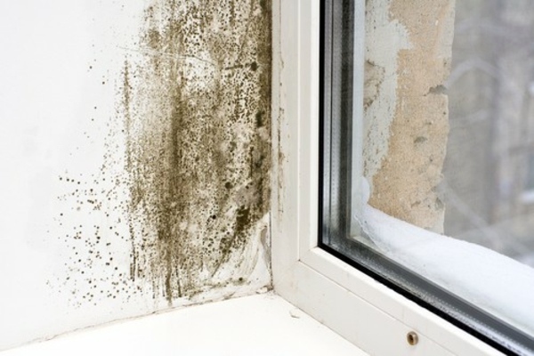 Apply home remedies for mold - remove mold