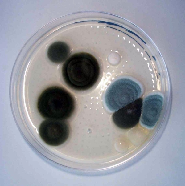 Apply home remedies for mold - remove mold