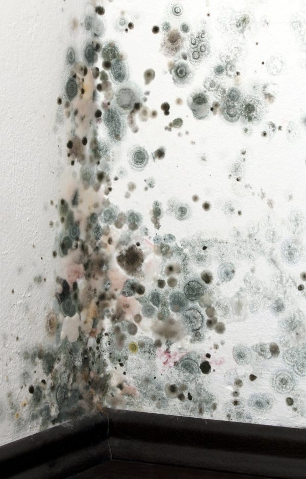 Apply home remedies for mold - remove mold Apply home remedies for mold - remove mold