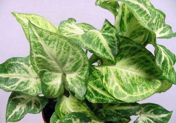 Indoor plants suitable for dark locations Indoor plants suitable for dark locations