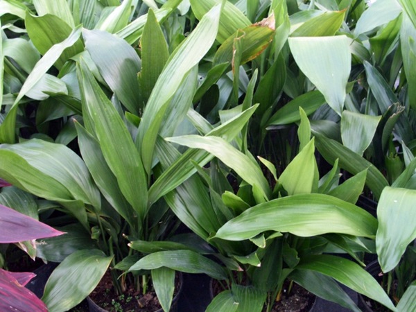 Indoor plants suitable for dark locations