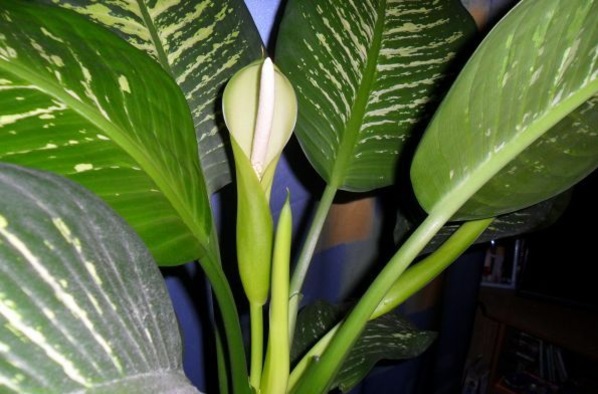 Indoor plants suitable for dark locations