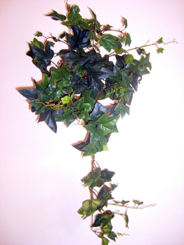 Indoor plants suitable for dark locations Indoor plants suitable for dark locations