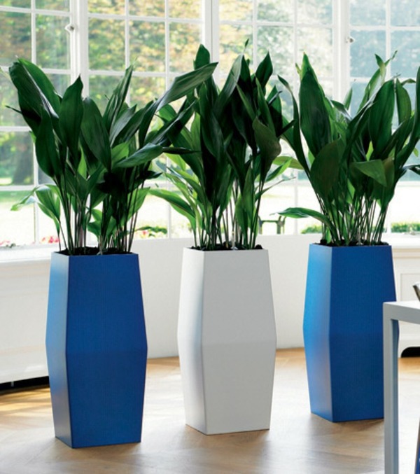 Indoor plants suitable for dark locations