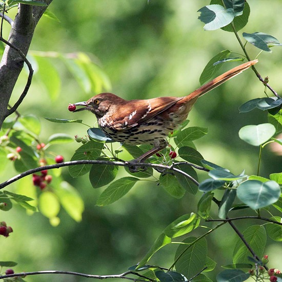 Create a wild habitat in the garden