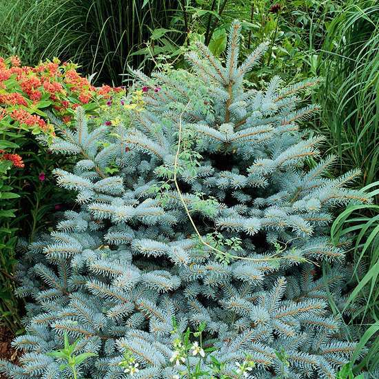 Create a wild habitat in the garden