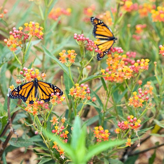 Create a wild habitat in the garden Create a wild habitat in the garden