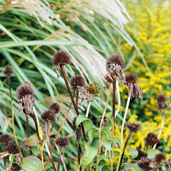 Create a wild habitat in the garden Create a wild habitat in the garden