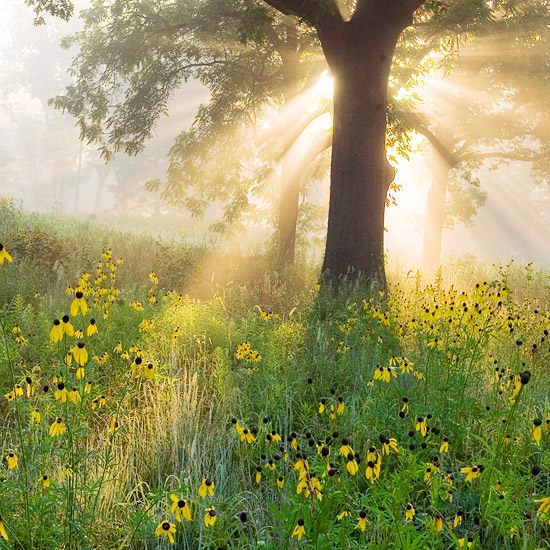 Create a wild habitat in the garden
