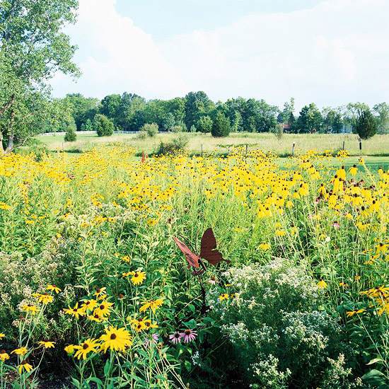 Create a wild habitat in the garden