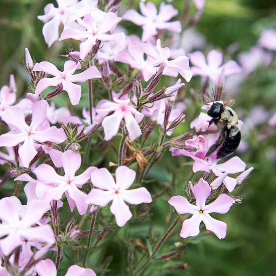 Create a wild habitat in the garden