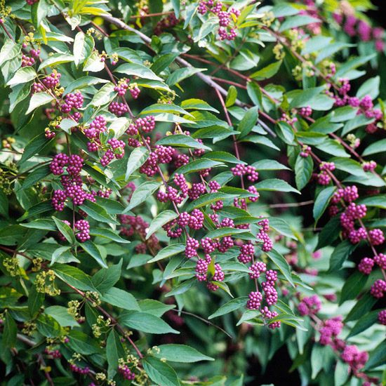 Create a wild habitat in the garden