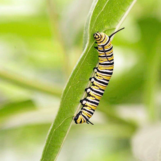 Create a wild habitat in the garden