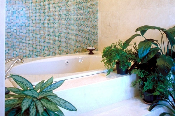 Plants in the bathroom - the best suggestions for you Plants in the bathroom - the best suggestions for you