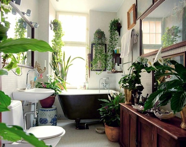 Plants in the bathroom - the best suggestions for you Plants in the bathroom - the best suggestions for you