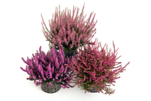 Pretty balcony plants for the cold season