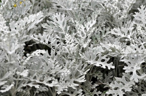 Pretty balcony plants for the cold season