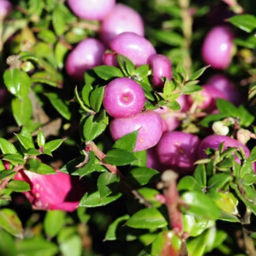 Pretty balcony plants for the cold season