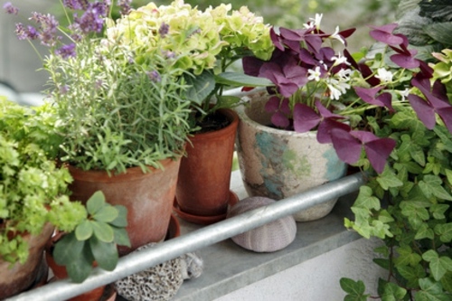 Pretty balcony plants for the cold season