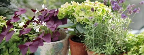 Pretty balcony plants for the cold season