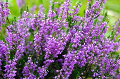 Pretty balcony plants for the cold season