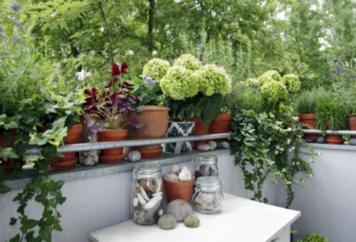Pretty balcony plants for the cold season