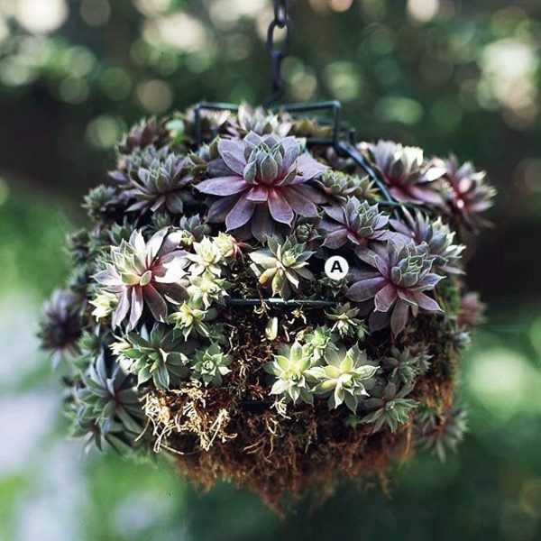 Gartengestaltung - Landscaping: Create stunning in the garden, hanging baskets