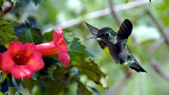 Garten und Landschaftsbau - Native plants for your garden